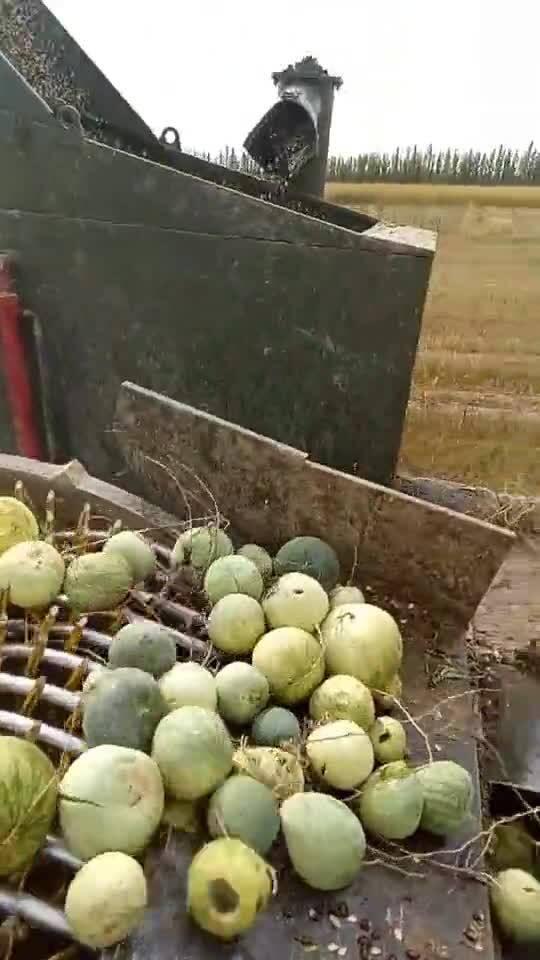 什么瓜带黑籽儿吃最好,营养美味，食用指南揭秘