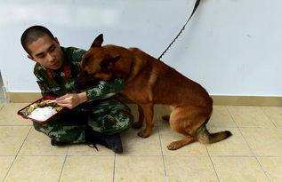 吃瓜黑料爆料门事件警犬,警犬如何助力事件侦破