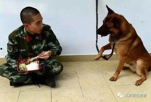 吃瓜黑料爆料门事件警犬,警犬如何助力事件侦破