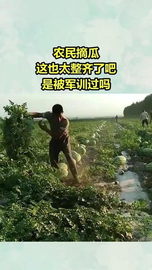 农民摘瓜的热门文案句子