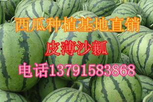 宁夏瓜产地今日行情如何,今日行情喜人一览”