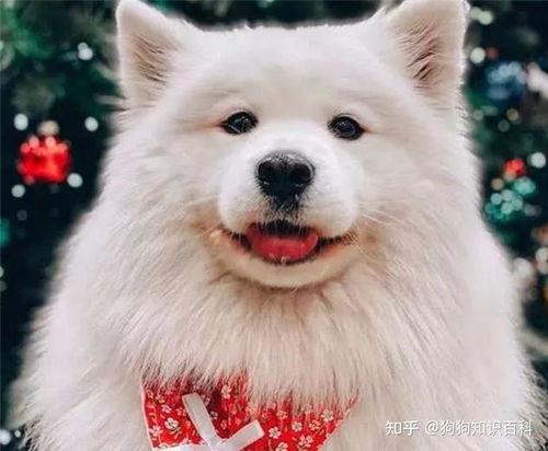 萨摩耶明星网红是谁,揭秘网络宠物的魅力传奇