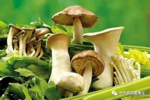 今日吃瓜热门事件蘑菇