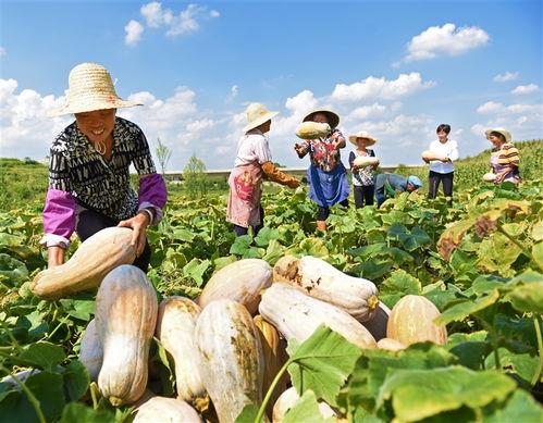今日草坝园瓜价,新鲜瓜果价格走俏，市民抢购热潮涌动”
