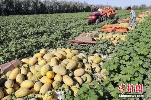 今日草坝园瓜价,新鲜瓜果价格走俏，市民抢购热潮涌动”