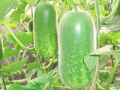 恩施热门大瓜种植时间表,从播种到收获的时光轨迹