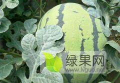 东北地雷瓜今日行情,今日价格走势分析”