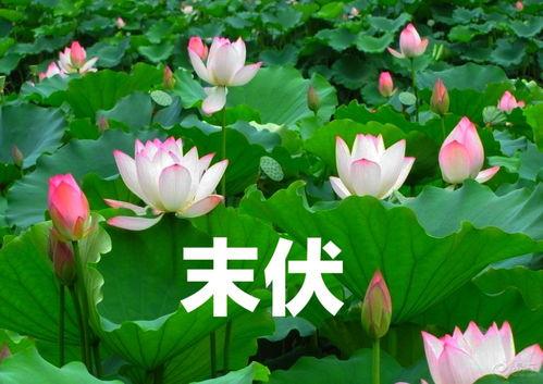 今日宜吃瓜小说别名,揭秘今日宜吃瓜背后的小说传奇