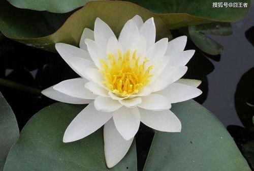 吃瓜黑莲花攻略手册,吃瓜者的逆袭之路