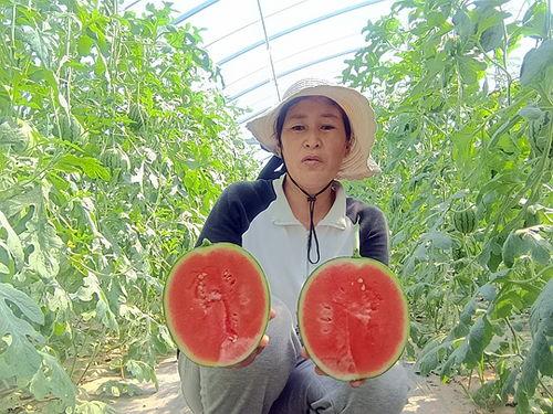 中牟吊瓜今日价格多少,行情波动下的市场动态解析”