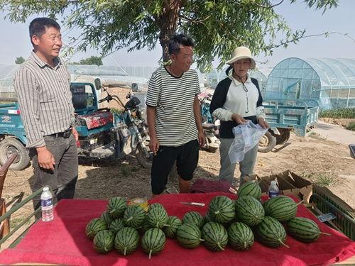 中牟吊瓜今日价格多少,行情波动下的市场动态解析”