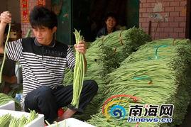 瓜菜豆角价格今日价,市场行情一览