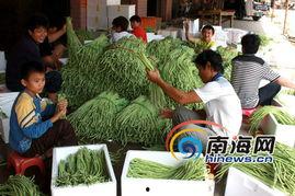 瓜菜豆角价格今日价,市场行情一览