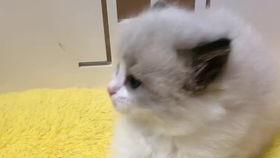 相扑猫微密今日瓜,揭秘网络红猫的幕后故事