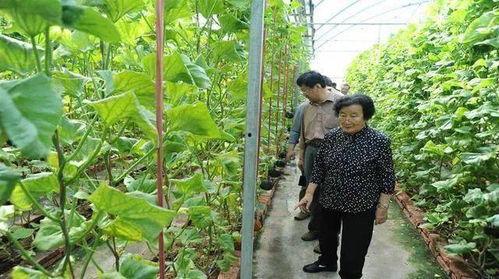 大城吃瓜事件爆料是真的吗,真相揭秘，爆料是否属实？