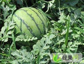 地俏瓜的今日价格,市场动态一览无余”