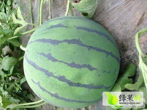 地俏瓜的今日价格,市场动态一览无余”