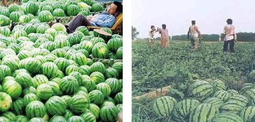 缅甸热门吃瓜网站有哪些,缅甸热门吃瓜网站大盘点
