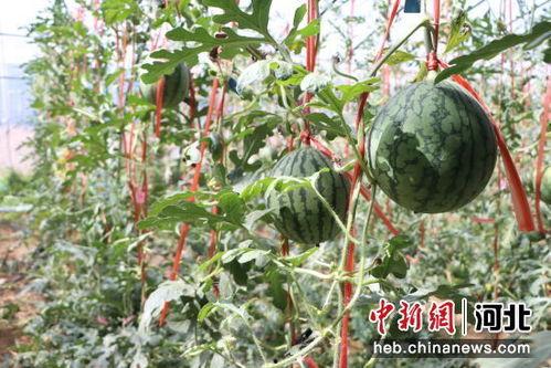 漯河小吊瓜今日行情,丰收喜人，价格稳中有升