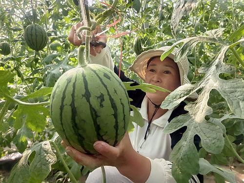 漯河小吊瓜今日行情,丰收喜人，价格稳中有升