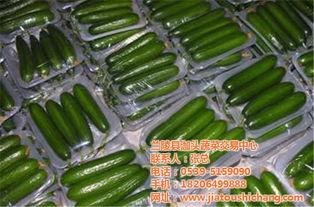 兰陵小瓜今日价格,价格行情一览
