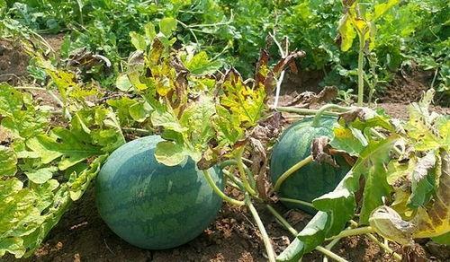 吃瓜黑瓜爆料是真的吗还是假的,真相揭秘,是真是假?