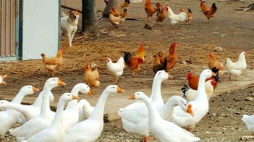 吃瓜鹅爆料视频完整版,揭秘娱乐圈惊人内幕