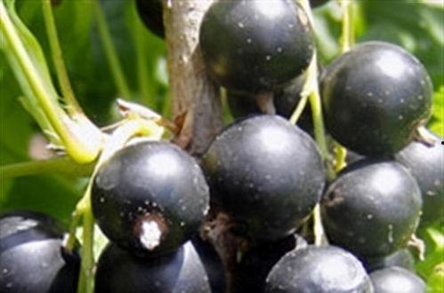 后宫吃瓜系统黑醋栗,黑醋栗下的宫廷秘闻