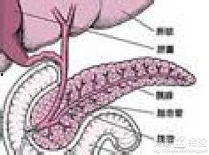 胰腺炎可以吃黑密瓜,营养与健康的完美结合