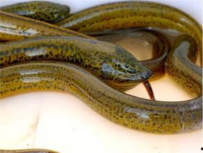 黄鳝和黑瓜能一起吃吗,探究能否同食的饮食奥秘