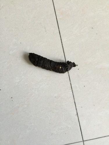 吃佛手瓜大便黑正常吗,正常现象解析